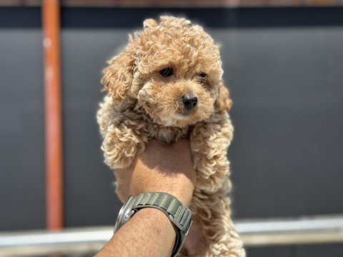 Petmode köpek çiftliğinde ziyarete açık kore maltipoo