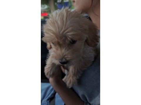 3 aylık maltipoo