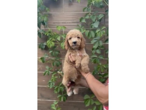 Poodle ayarında maltipoo bebekler
