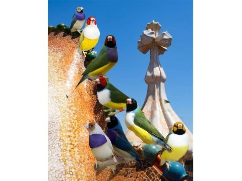 Rengarenk goldian finch
