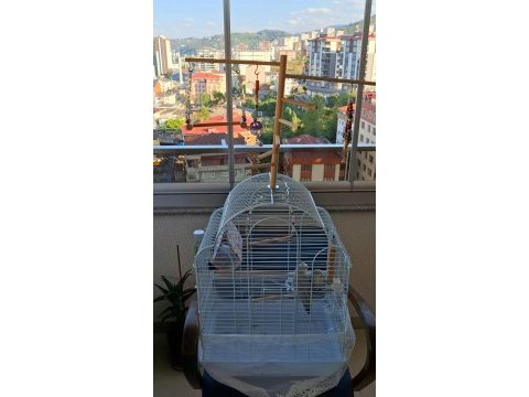 Çift oyuncu sevda papağanları herşey dahil