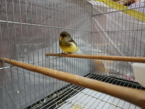 Deneyimli erkek gloster kanarya ötümde
