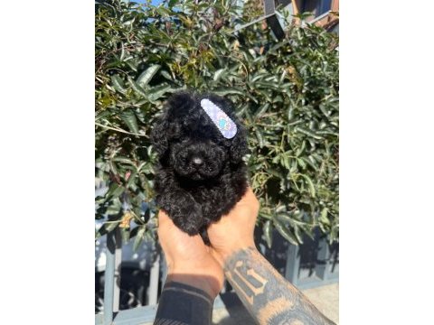 Korean siyah poodle yavru köpeklerimiz