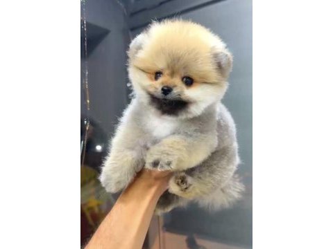 Orange dişi pomeranian boo