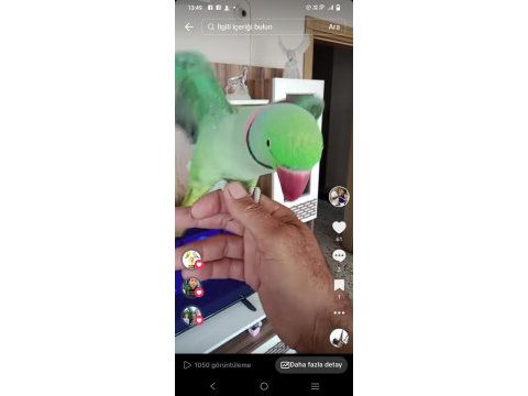 Ful evcil konuşan erkek iskender papağanı