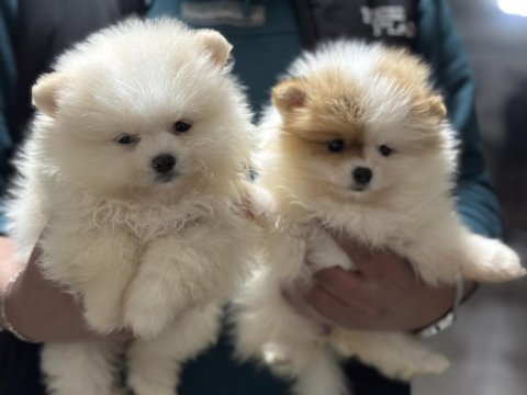 Ankranın en seçkin teddy face pomeranian yavruları
