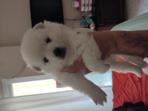 Pomeranian anne ve yavruları