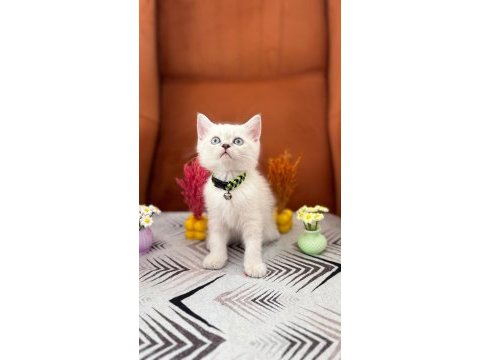 A kalite british shorthair yavrular