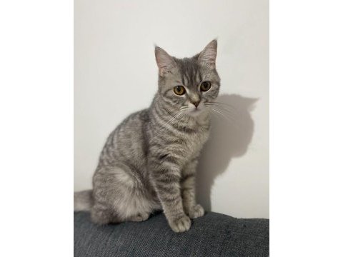 British shorthair kızıma yeni yuva arıyorum
