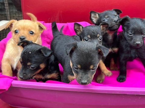 Pinscher yavrular safkan
