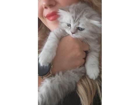 British longhair