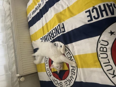 11 aylık kedimizi sahiplendirme
