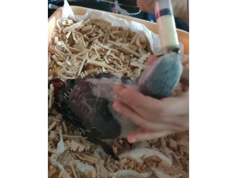 Jumbo boy jako papağanı geni yuvasını arıyor