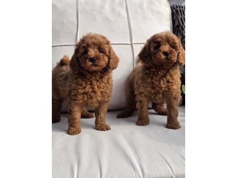 Eğitilebilir toy poodle yavruları ile evinize neşe katın