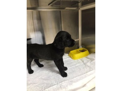 3 aylık erkek yavru cane corso
