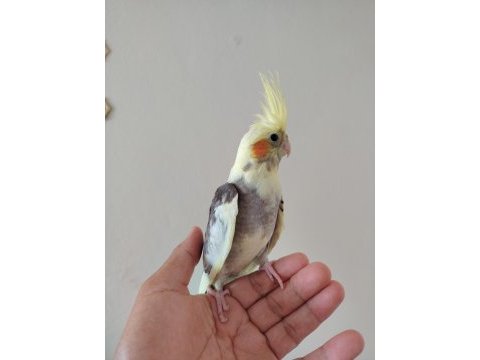 Bebek sultan papağanı