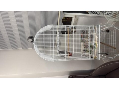 Full evcil jako papağanım ilgilenen yazabilir