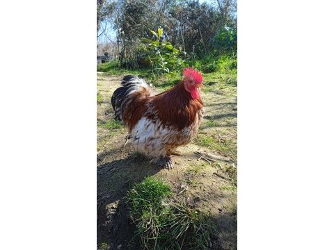 Kuluçkalık süs tavuğu yumurtası