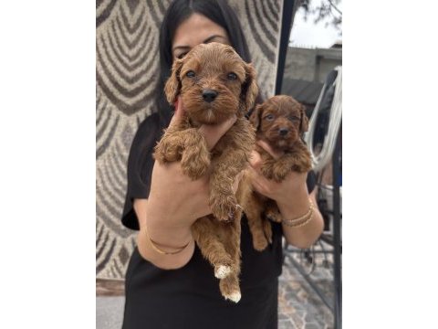 Ufacık koyu renk maltipoo yavrularım