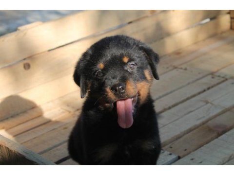 Rottweiler yavruları yeni ailelerini bekliyor!