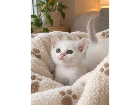 British shorthair 50 günlük