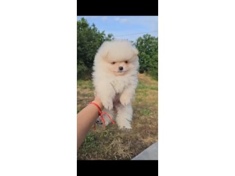 Pomeranian boo safkan