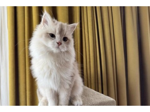Krem rengi british longhair
