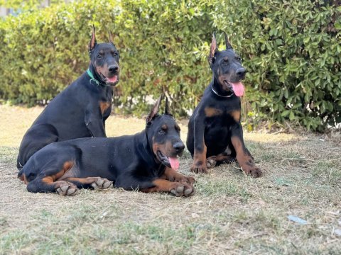 Üst düzey european doberman yavrular