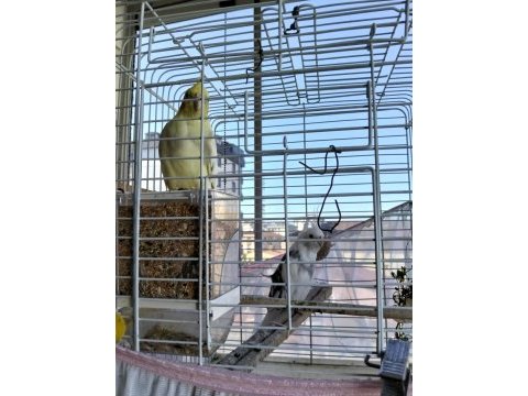 Sultan papağanı albino takım sancaktepe