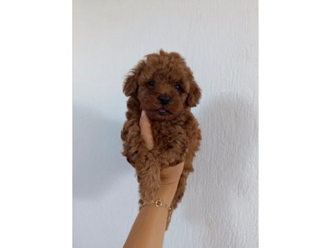 Üst kalite toy poodle bebeklerimiz