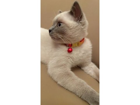 Blue point british shorthair kedimize iyi sahipler aranıyor