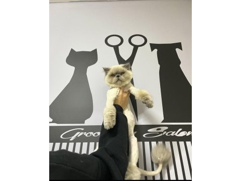 Erkek kedimize yuva aranıyor