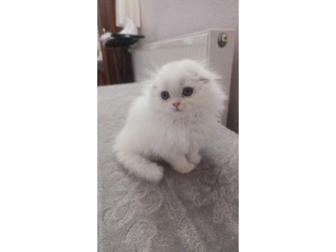 Kaliteli sağlıklı scottish fold yavrular