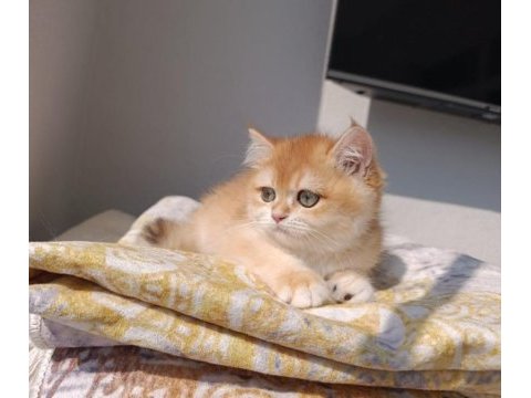 Çok güzel safkan golden british shorthair kızımız