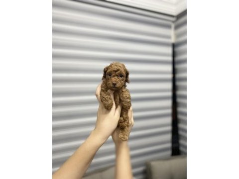 Toy poodle yavrularımız yeni yuvalarını arıyor