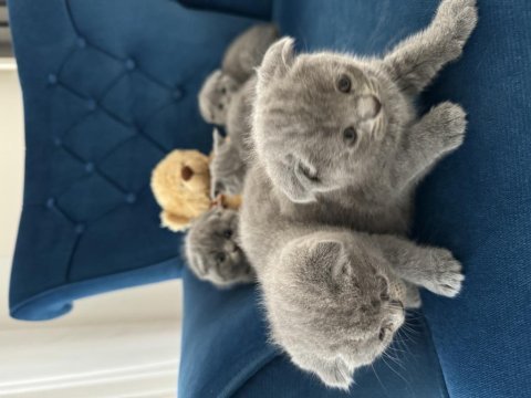 Güzel yüzlü scottish fold