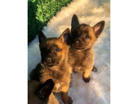 Orjinal belçika malinois yavrular