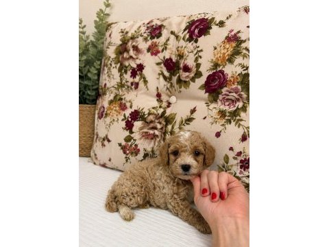 Maltipoo özel renk oğlumuz
