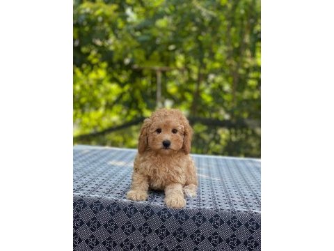 Poodle en microsu en özeli benim olsun isteyenlere