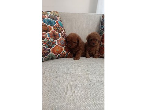 Poodle erkek dişi bebekler