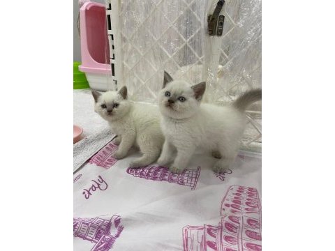 British shorthair yavruları