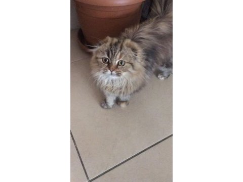 Scottish fold longhair yavrumuz yeni sahibini bekliyor