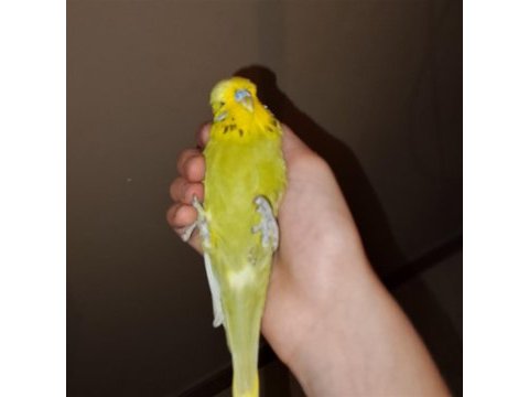 Show jumbo muhabbet kuşu erkek