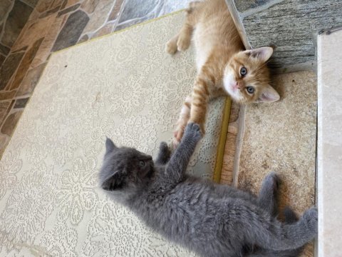 Güzel british shorthair yavrularımız acil