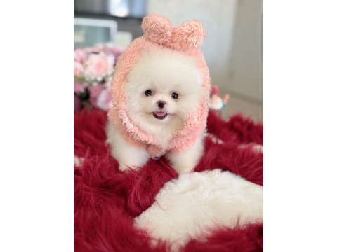 Teacup ayıcık pomeranian