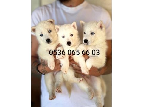 Nadir bulunan süt beyaz husky yavrulari