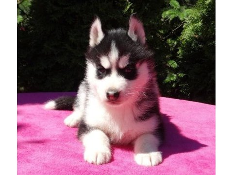 Husky sibirya yavruları