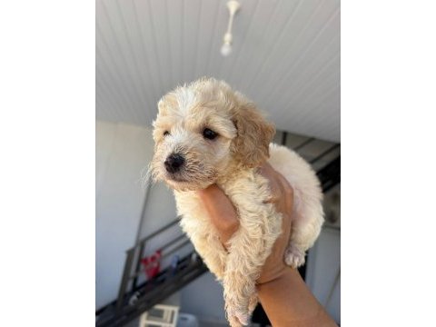 Maltipoo yavrular teacup bebekler