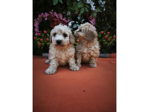 Toy poodle ayarında maltipoo bebekler