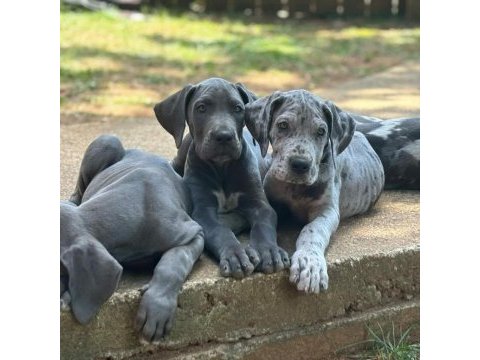 Danua great dane yavruları safkan